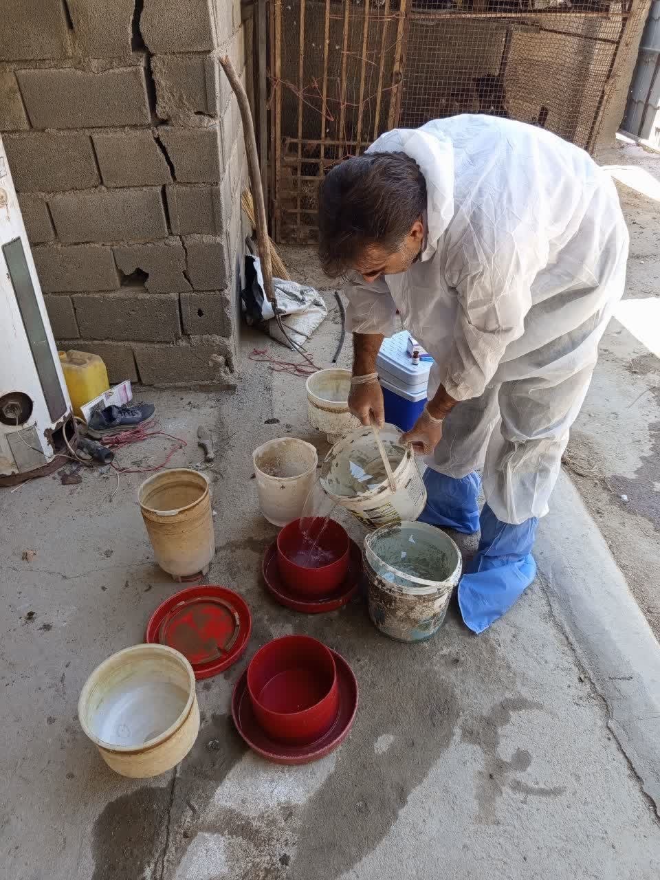 واکسیناسیون رایگان ۳۰۰ هزار قطعه طیور بومی در ۱۶ شهرستان تهران/ کاهش ریسک نیوکاسل از روستاها تا مرغداریهای صنعت